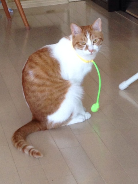 猫 聴診器